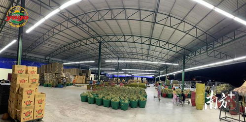 再添4家全国500强，白云农企龙头数量位居全市第一——好果田背后的发展密码